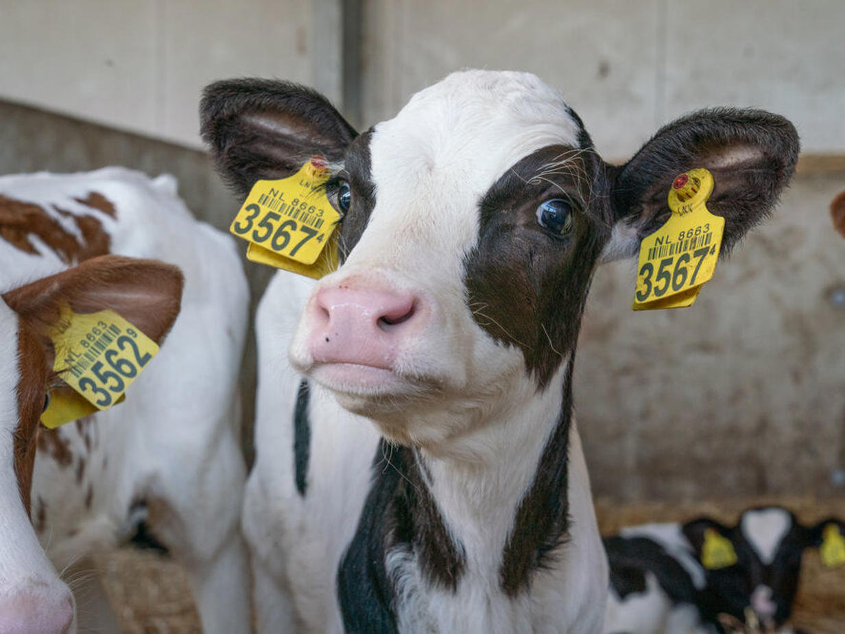 Melkstalonderdelen van NR Agri